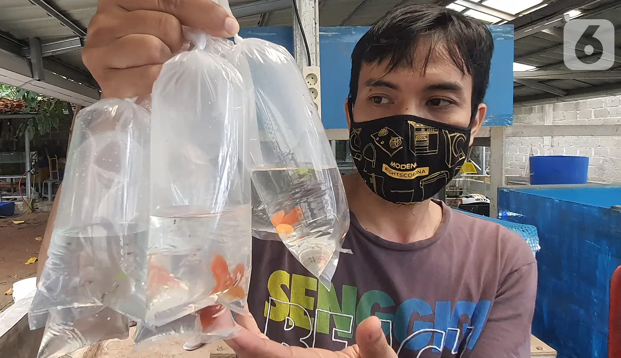 Stiadi menunjukkan Ikan guppy atau Poecilia reticulata di Pondok Jagung, Tangerang Selatan, Kamis (10/8/2020). Ikan guppy yang dijual dari harga Rp30 ribu hingga Rp500 ribu per pasanga ini banyak diminati penghobi ikan di tengah pandemi Covid-19. (Liputan6.com/Fery Pradolo)