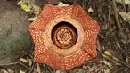 Bunga raksasa Rafflesia Arnoldii mekar sempurna dengan kelopak berjumlah tujuh di habitat Rafflesia Padang Guci, Kaur, Bengkulu, Rabu (17/1). Rafflesia Arnoldii berkelopak tujuh mekar sempurna (biasa hanya lima lembar) dengan lebar 85 cm. (DIVA MARHA/AFP)