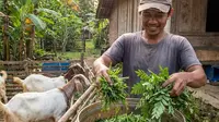 Cara Membuat Pakan Ternak dari Rumput dan Hijauan Sekitar Kandang