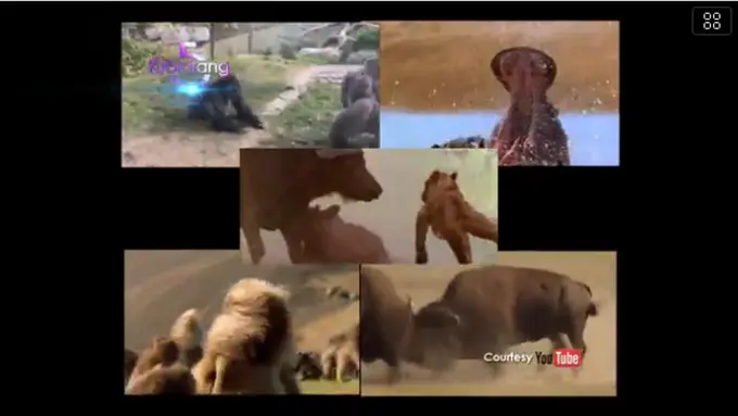 Bintang 5: Hewan Herbivora, Ikan Prasejarah, Jembatan Terpanjang