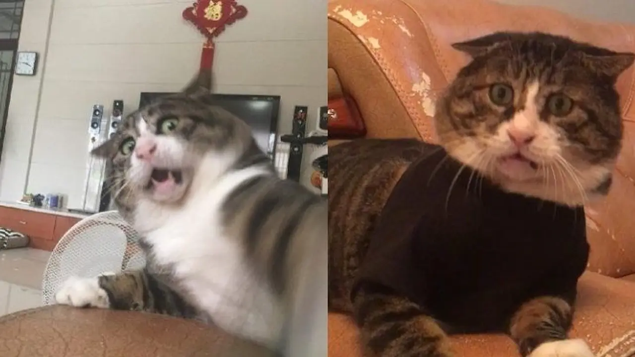 Tingkah Kocak Kucing Ini Viral Jadi Meme di Medsos