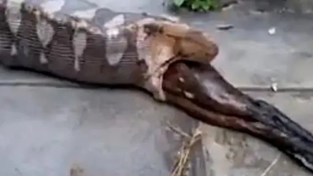 Momen Mengerikan Ular Python Makan Anjing