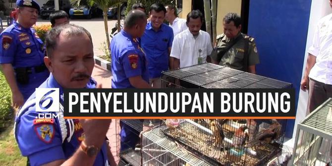 VIDEO: Polisi Ungkap Penyelundupan 146 Burung Asal Papua