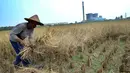 Petani memotong tanaman padi saat panen di sawah yang terletak di belakang PLTU Labuan, Pandeglang, Banten, Minggu (4/8/2019). Musim kemarau menyebabkan harga gabah di tingkat petani mengalami kenaikan dari Rp 3.600 menjdi Rp 4.300 per kilogram. (merdeka.com/Arie Basuki)