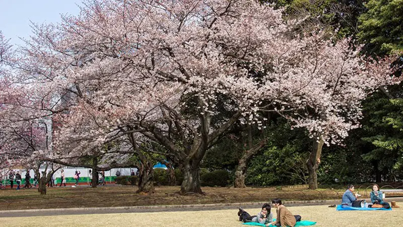 10 Taman untuk Menikmati Keindahan Bunga Sakura di Jepang