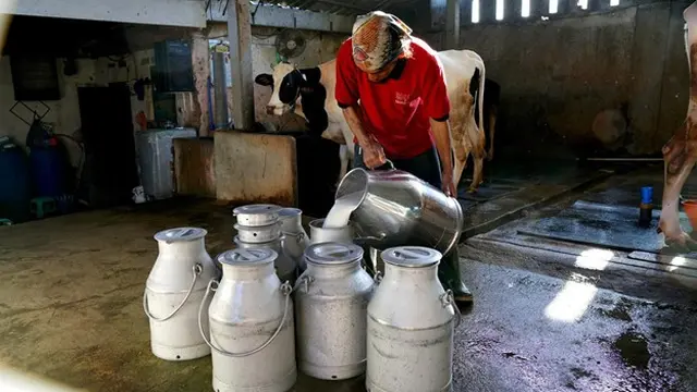 Pelatihan Peternak Sapi di Jawa Timur