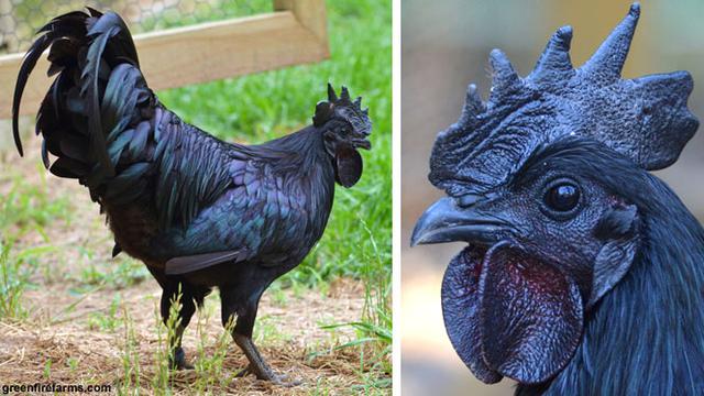 Indonesia Punya Ayam Termahal Di Dunia Bisnis Liputan6 Com