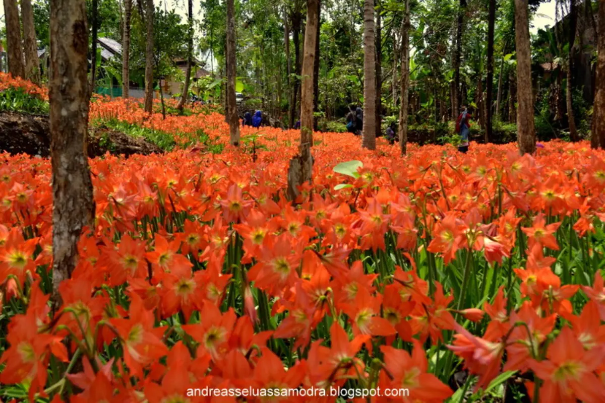 Potret Eksotisme Kebun Bunga Amaryllis Sebelum Jadi Korban Turis