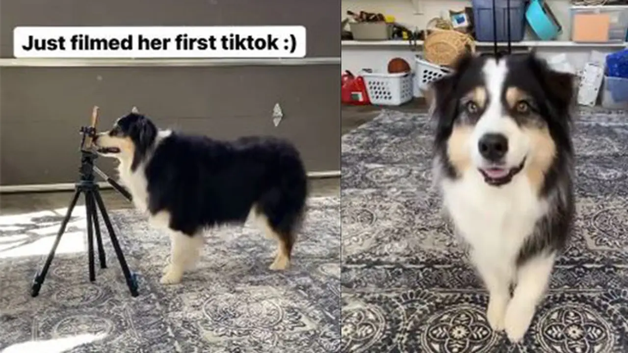 Secret, anjing pintar ini membuat video TikTok pertama kali