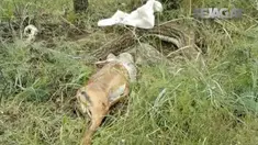 Saat hampir berhasil, ular tersebut justru kembali mengeluarkan seekor rusa yang nyaris ditelannya itu.