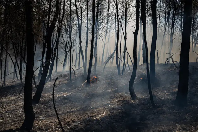Kebakaran Hutan, Nyaris Separuh Pulau di Yunani Hangus Terbakar