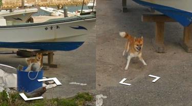 Anjing Mengejar Mobil Google Street View