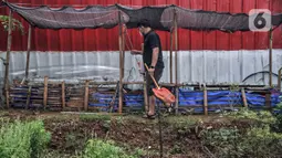 Devti (33) melakukan perawatan di kolam budi daya ikan Samawa Fish, Pondok Kelapa, Jakarta, Selasa (15/2/2022). Dengan bermodalkan sebuah kolam, kini Samawa Fish telah berkembang menjadi 11 kolam berisi ikan nila, lele, mas, bawal, patin, hingga gurame. (merdeka.com/Iqbal S. Nugroho)