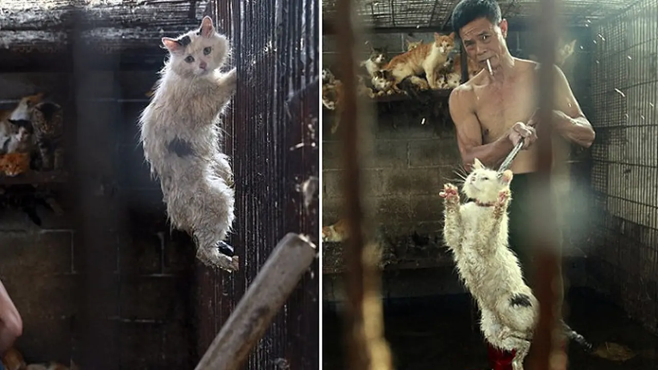 Hampir Jadi Santapan Festival Yulin, Begini Penampilan Kucing Ini Sekarang