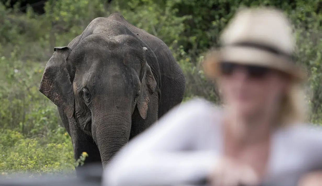 Seekor gajah Asia terlihat di Taman Nasional Minneriya di Sri Lanka tengah utara (17/5). Taman ini merupakan tempat wisata yang populer untuk melihat gajah liar Asia berkumpul di lahan terbuka. (AFP Photo/Alex Ogle)