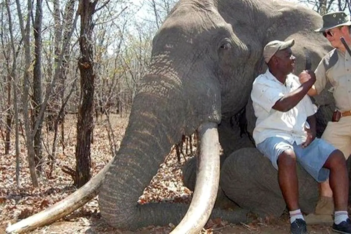 Bayar Rp 800 Juta, Pemburu Jerman Bunuh Gajah Terbesar Afrika
