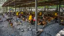 Ayam beristirahat di peternakan unggas di Temerloh, Pahang, Malaysia, Selasa (31/5/2022). Perdana Menteri Malaysia Ismail Sabri Yaakob mengatakan pada 23 Mei, Malaysia akan menghentikan ekspor 3,6 juta ayam sebulan mulai 1 Juni dan seterusnya di tengah melonjaknya harga dan kekhawatiran pasokan. (Mohd RASFAN/AFP)