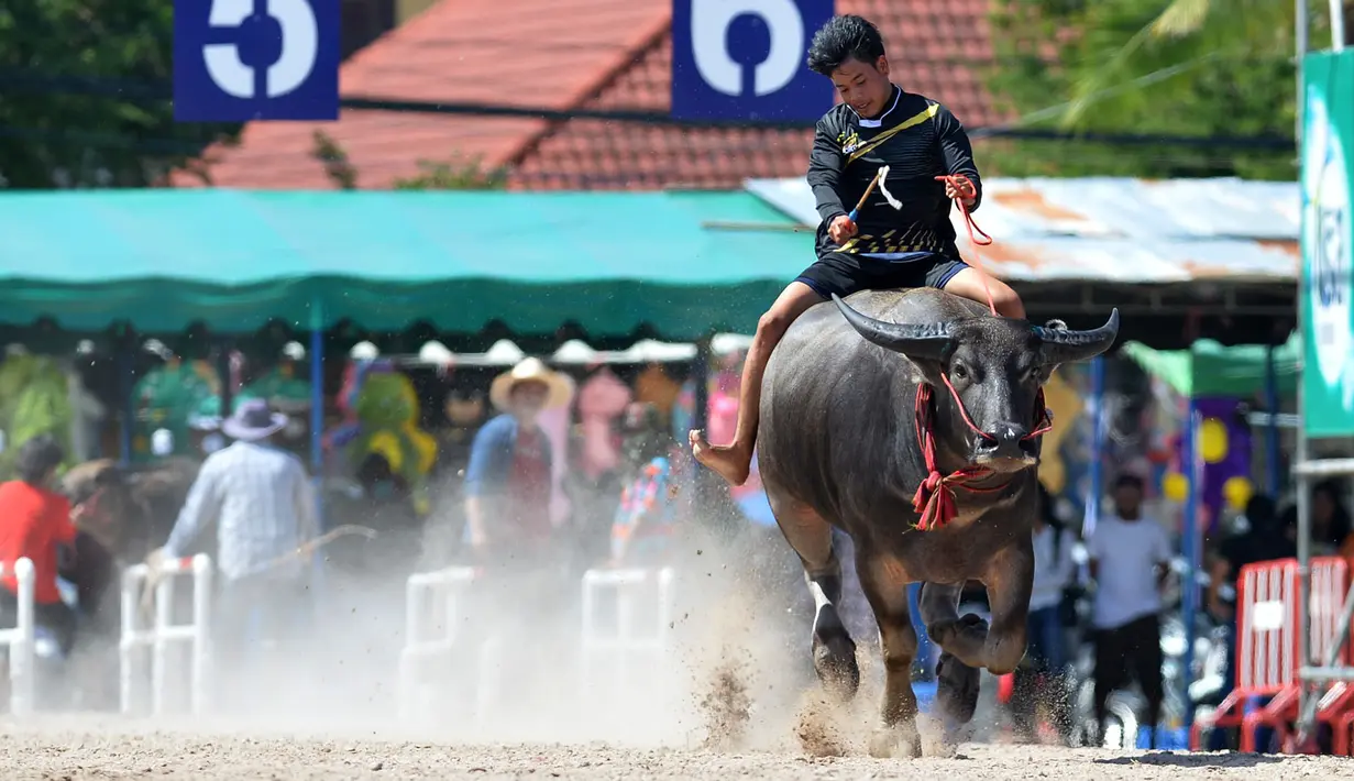 Seorang peserta berkompetisi dalam balap kerbau di Chonburi, Thailand, pada 1 Oktober 2020. Ratusan kerbau mengikuti festival balapan yang digelar setiap Oktober di kalangan petani untuk merayakan panen padi. (Xinhua/Rachen Sageamsak)