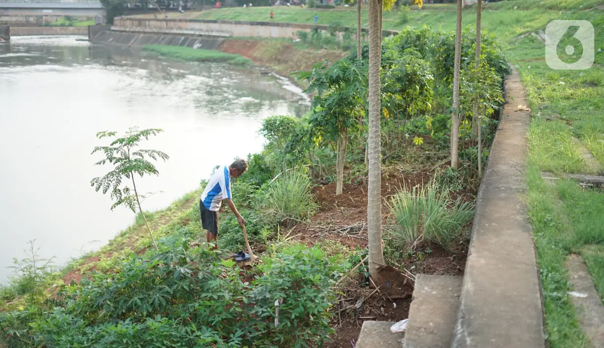 Ismail (67) bercocok tanam di sekitar bantaran Kanal Banjir Timur (KBT), Jakarta, Rabu (10/6/2020). Masa PSBB dimanfaatkan Ismail untuk bercocok tanam dengan menanam berbagai jenis rempah dan umbi-umbian yang hasilnya digunakan untuk konsumsi pribadi. (Liputan6.com/Immanuel Antonius)