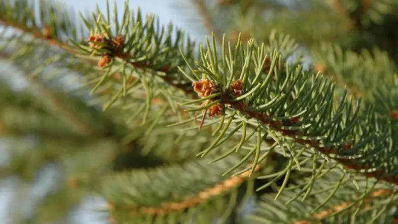 Aneka Manfaat Kebaikan dari Pohon Natal Asli