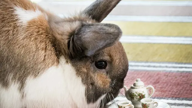 Jarang Terjadi, 6 Hewan Ini Dekati Cangkir Teh Bak Ingin Meminumnya