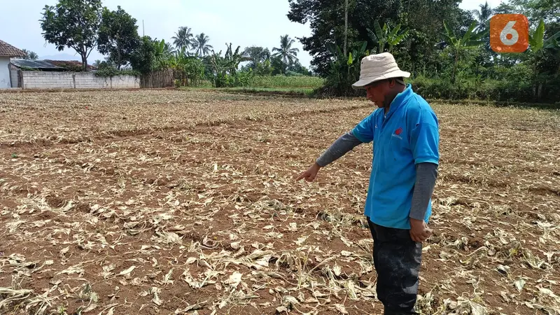 Lahan pertanian kekeringan, petani terancam gagal panen di Kecamatan Kebonpedes Kabupaten Sukabumi (Liputan6.com/Fira Syahrin).