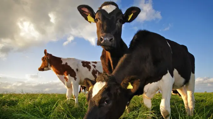 Foto: copyright thinkstockphotos.com