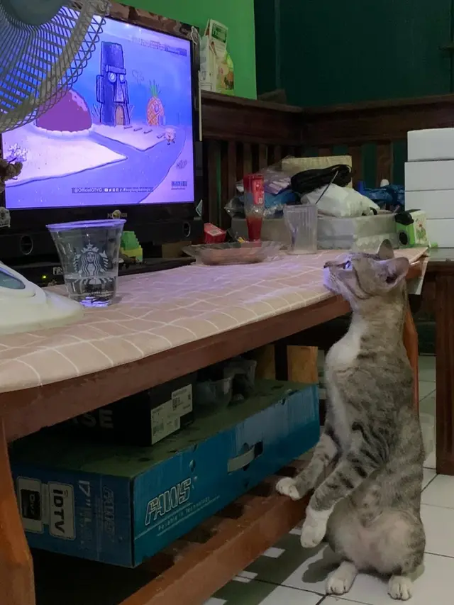 Kucing menonton televisi