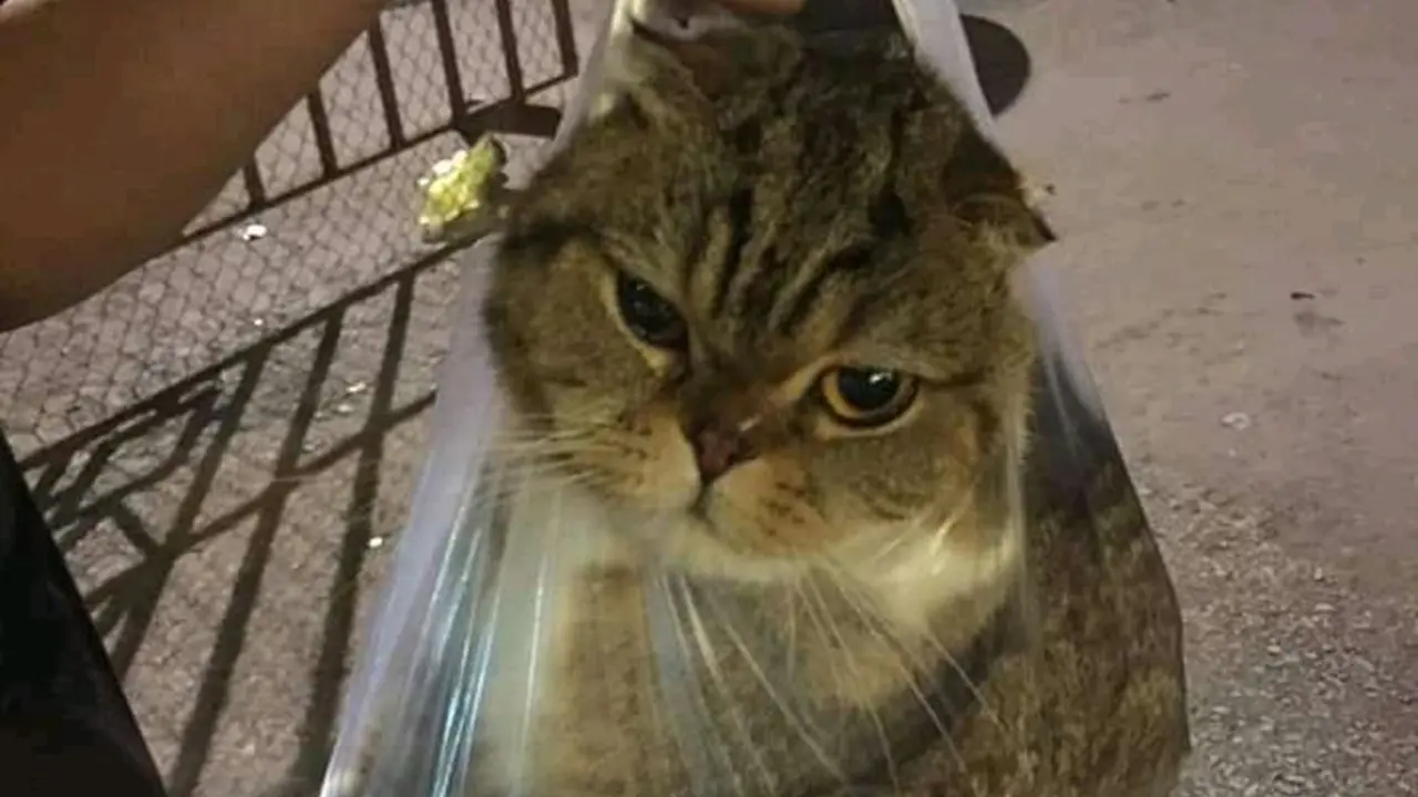 6 Momen Kucing di Dalam Plastik Ini Bikin Ketawa Geli