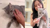 Dulu Sempat Takut, Ini 7 Potret Prilly Latuconsina Adopsi Kucing Imut Bernama Mochi