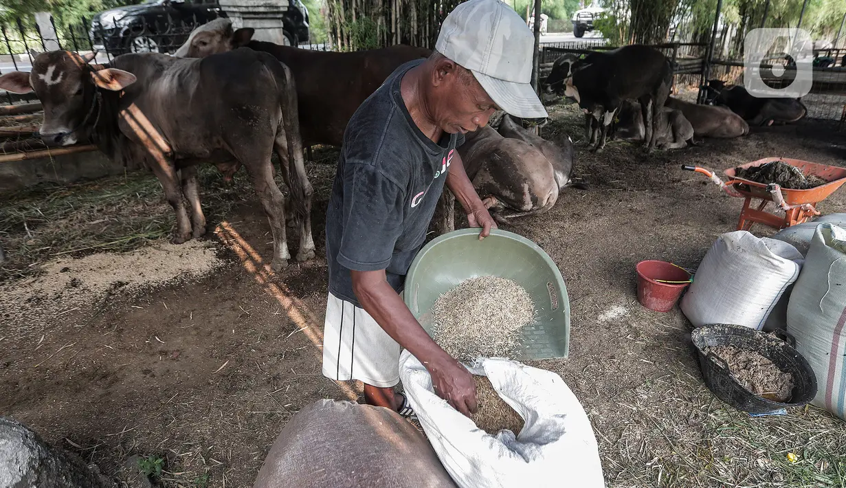 Penjual hewan kurban melakukan aktivitas di area pemakaman Tionghoa, Tanah Kusir, Jakarta, Selasa (21/7/2020). Jelang Idul Adha, pedagang mengaku menyediakan hewan kurban untuk dijual hanya setengah dari tahun sebelumnya karena sepinya minat pembeli di tengah Covid-19. (Liputan6.com/Johan Tallo)