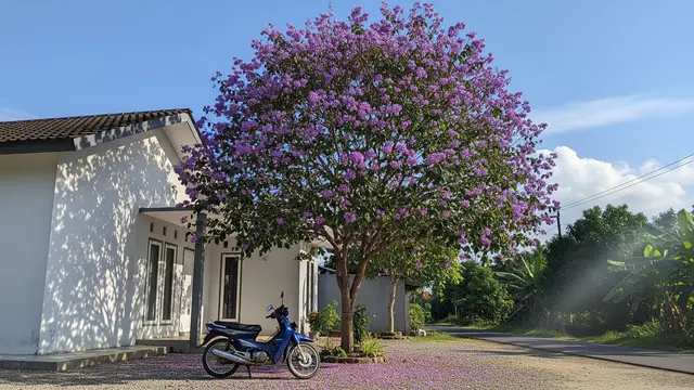 Tanaman Peneduh untuk Parkiran Motor