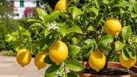Cara Menanam Lemon dalam Pot, Panduan Cepat Berbuah Lebat