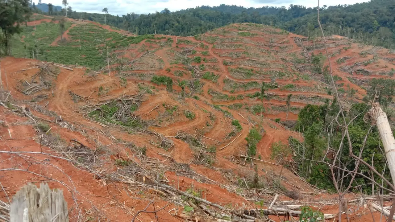 Hutan Tak Lagi Hijau: Kisah Orang Rimba di Tengah Impitan Perubahan Iklim