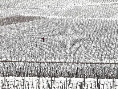 Seorang pria berjalan di tengah kebun anggur yang tertutup salju pada hari pertama musim semi di wilayah Champagne di Mailly-Champagne, dekat Reims, (19/3). (AFP Photo/Francois Nascimbeni)