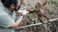 Kisah Jack, Bayi Orang Utan dengan Kaki Bernanah Tertusuk Duri Sawit