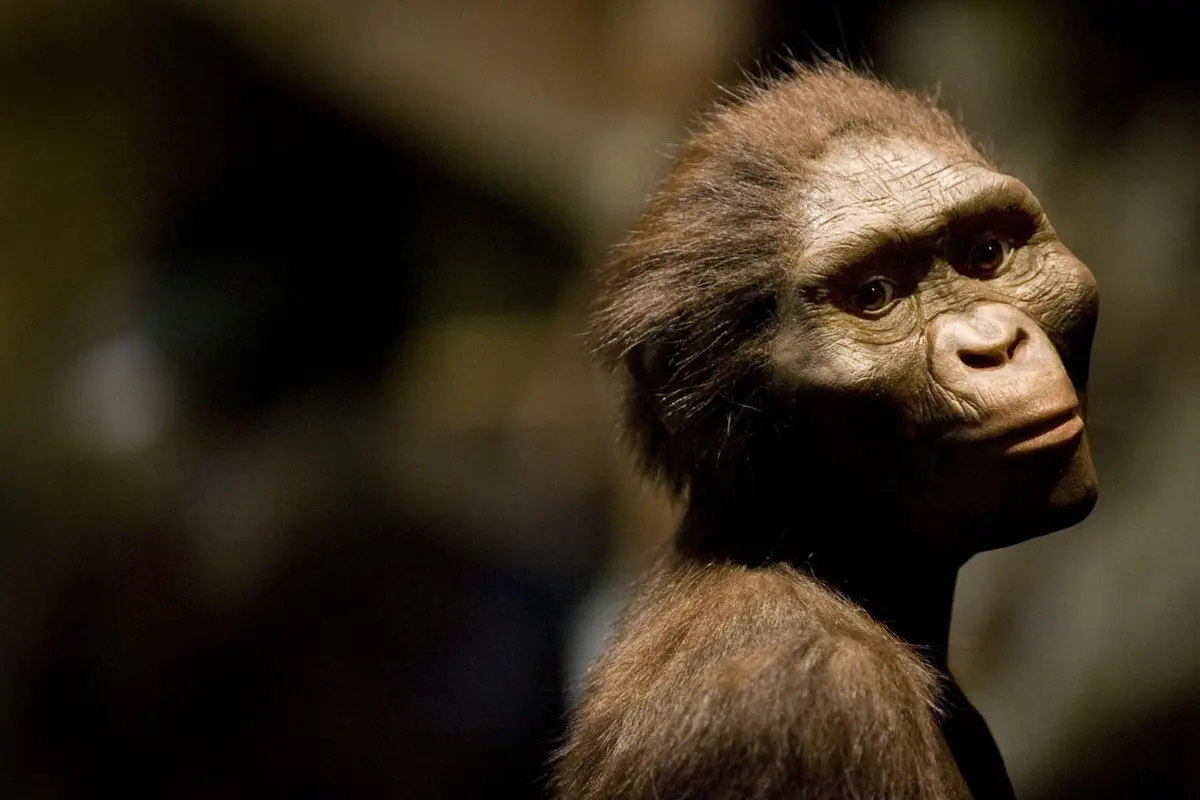 Siapa Lucy Si Australopithecus dan Mengapa Obama Menyentuhnya?