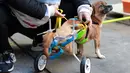 Staf membantu seekor anjing bernama Yangyang mengenakan roda untuk berjalan di penampungan hewan di Shenyang, China, 13 November 2018. Anjing liar itu diselamatkan 2 bulan lalu dan menerima roda khusus dari shelter untuk berjalan. (STR/AFP)