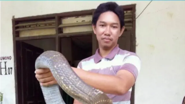 King Cobra Raksasa (Sumber Foto: facebook.com/Made Dwi Sudarmawan)