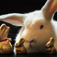 Miris, di saat orang lain menyambut paskah dengan makan cokelat, 10 ribu kelinci di Selandia Baru malah diburu. 