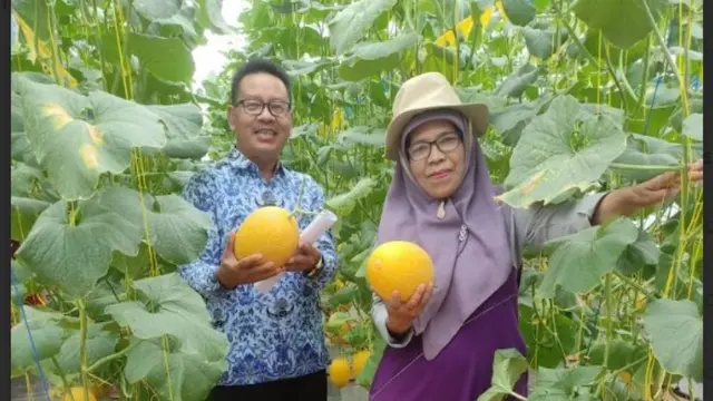 Panen Raya Budidaya Buah Melon Premium Hidroponik di Batusangkar.  foto: istimewa