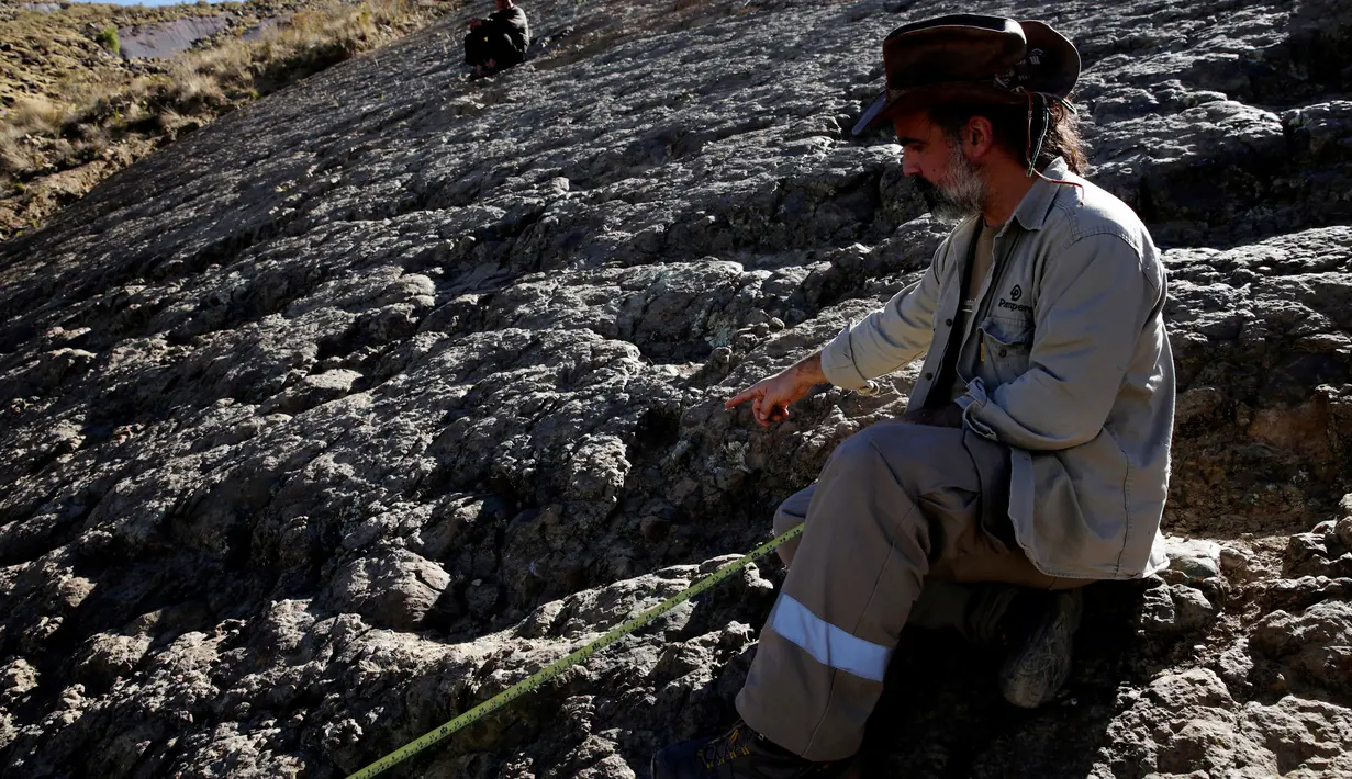 Paleontolog Sebastian Apesteguia mengukur jejak kaki dinosaurus yang ditemukan di Maragua, Bolivia (21/7). Jejak kaki dinosaurus diduga berusia 80 juta tahun tersebut berdiameter 1,2 meter. (REUTERS/ David Mercado)