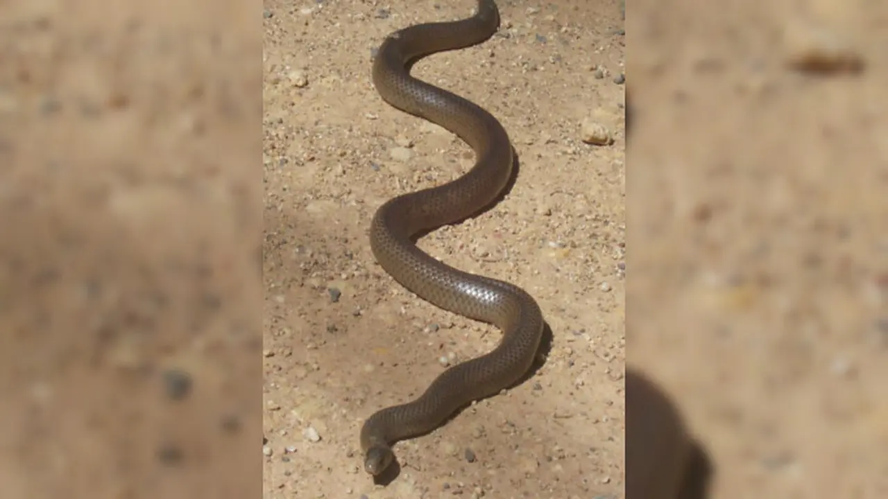 Ular coklat eastern (Wikimedia Commons)