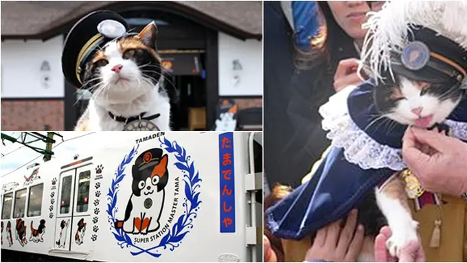 (c) CNN, Wikipedia, wakayamakanko