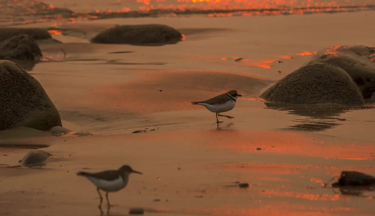 Burung camar berada di tepi pantai dengan latar belakang air laut yang berwarna oranye keemasan di Carpinteria, California (12/12). (David McNew / Getty Images / AFP)