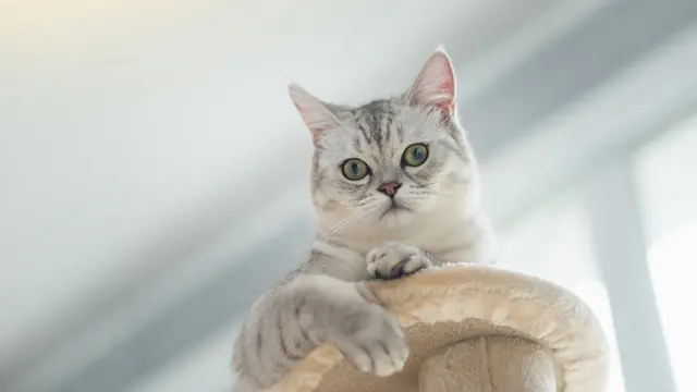 Rumah Ramah Kucing   