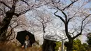 Pengunjung memakai payung saat berjalan di bawah pohon sakura di Aoyama Cemetery Tokyo, Jumat (1/4).  Bunga Sakura merupakan satu keunggulan Jepang, penduduk Jepang mengkhususkan hari untuk menikmati Bunga Sakura yang mekar sempurna (REUTERS/Thomas Peter)