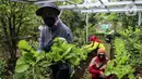 Warga memanen hasil pertanian di Susia Garden, Kalibata, Jakarta, Sabtu (12/2/2022). Berawal dari hobi berkebun, Susiawan Tari (68) manfaatkan lahan sengketa tak produktif untuk menanam beragam jenis sayuran dan buah berkonsep agro edukasi dan pusat kegiatan lingkungan. (Liputan6.com/Johan Tallo)