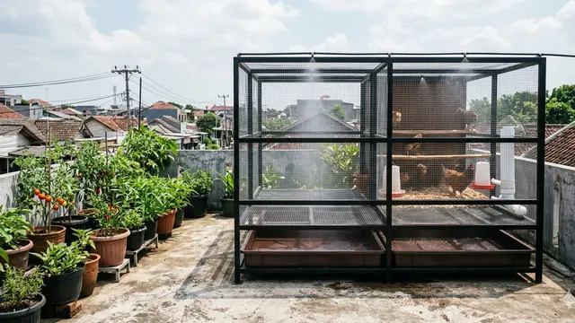 Desain Kandang Ayam Ala Urban Farming
