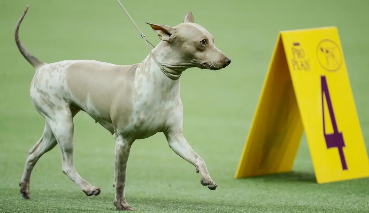 Terrier tanpa bulu asal Amerika bersaing dalam Westminster Kennel Club Dog Show ke-144 di New York, Amerika Serikat, Selasa (11/2/2020). Westminster Kennel Club Dog Show ke-144 diikuti 2.600 anjing dari 49 negara bagian. (AP Photo/John Minchillo)